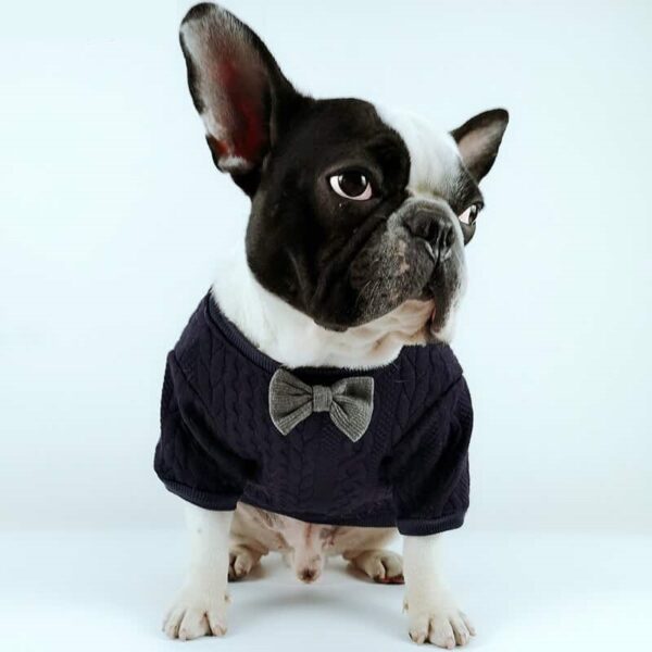 בולדוג צרפתי לובש סוודר לכלב עם עניבת פרפר.