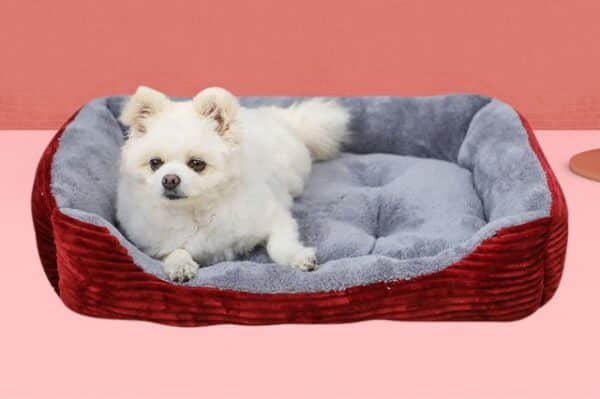 כלב לבן קטן מונח במיטה רכה לכלב.
