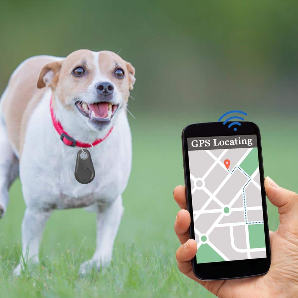 אדם שמחזיק איתורן לכלבים ועליו אפליקציית מעקב GPS.