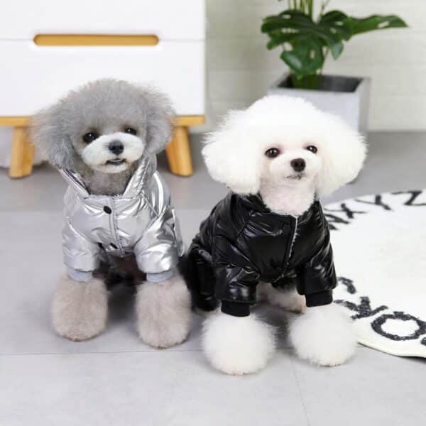 שני פודלים לובשים בגד מעיל גשם לכלב על הרצפה.