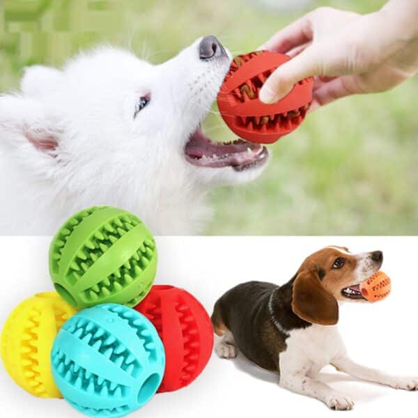 כלב לועס כדור לכלבים.