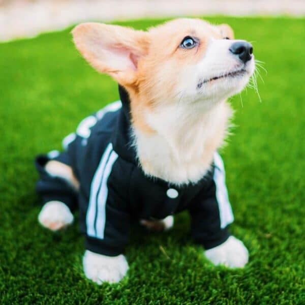 קורגי קטן לובש מכנס וג'קט אדידוג לכלבים על הדשא.