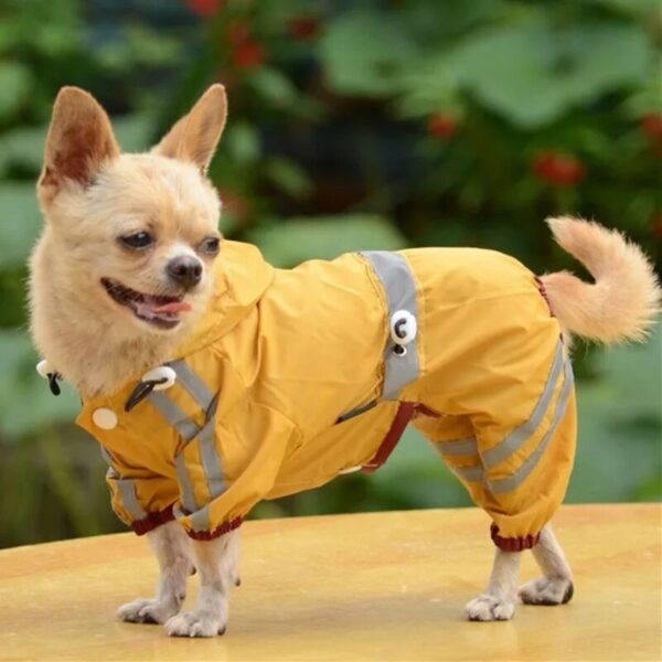 צ'יוואווה לובש מעיל גשם עמיד במיוחד לכלבים.
