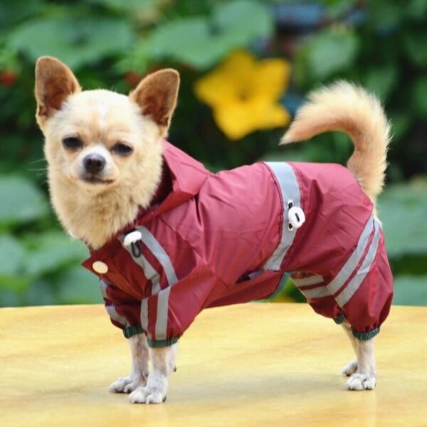 צ'יוואווה קטנה שלובשת מעיל גשם עמיד במיוחד לכלבים.