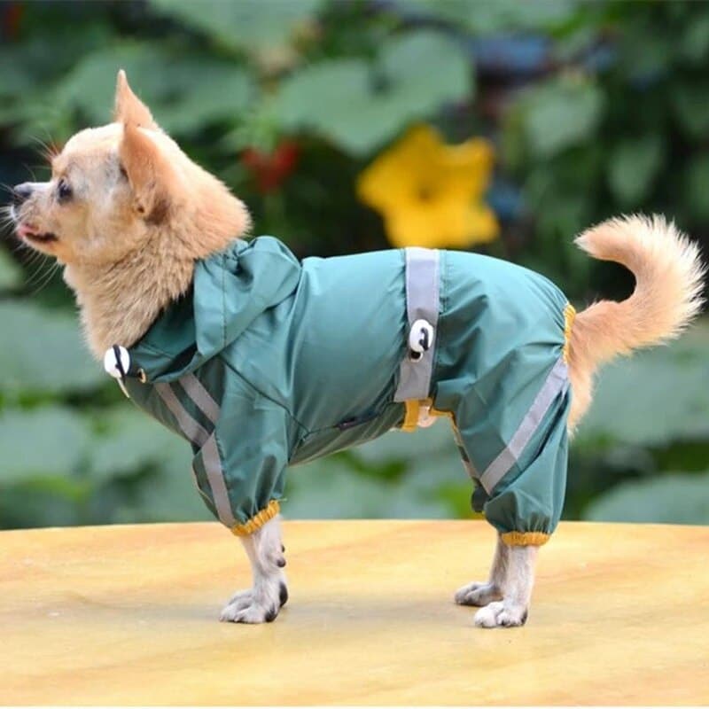 כלב קטן ב"מעיל גשם עמיד במיוחד לכלבים" עומד על גבי שולחן.