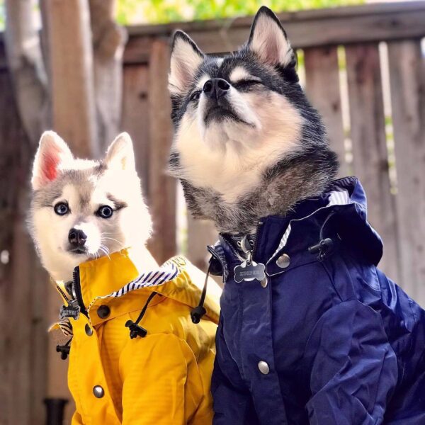 שני האסקי במעיל לכלבים עומדים אחד ליד השני.