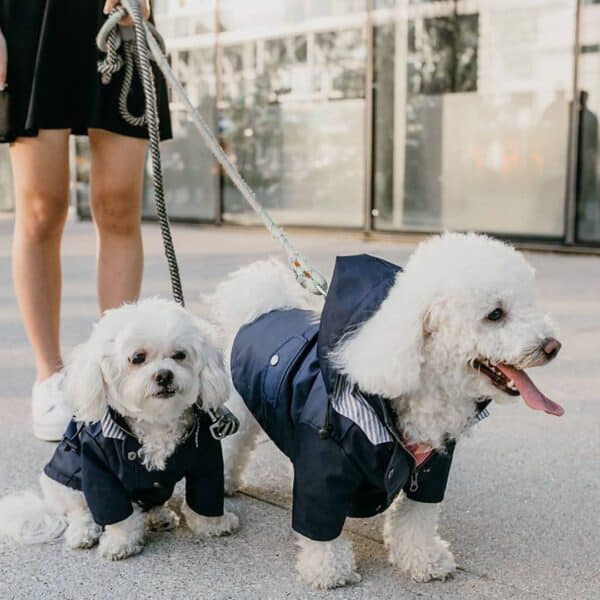שני פודלים לבנים לובשים מעיל לכלבים ברצועה.