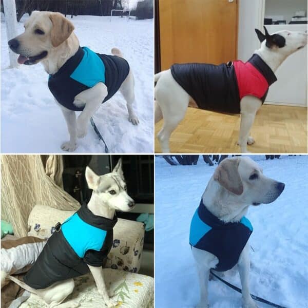ארבע תמונות של כלבים לובשים מעיל רוח מקצועי לכלב בשלג.