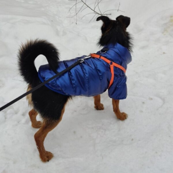 כלב לובש מעיל חורף לכלבים בשלג.