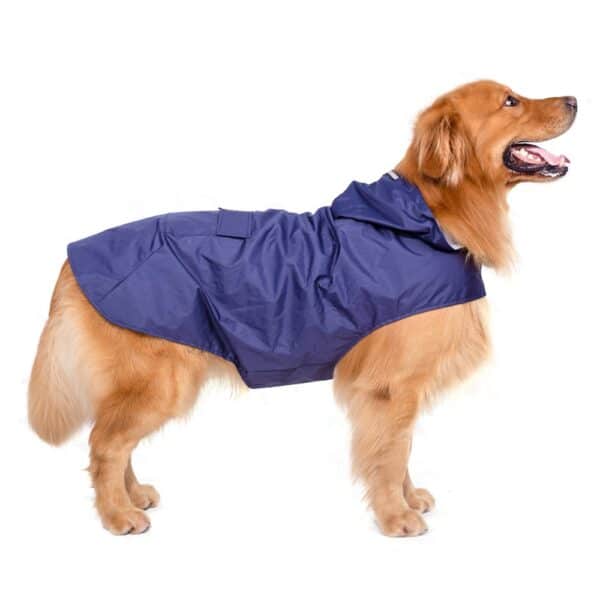 גולדן רטריבר לובש מעיל גשם עם כובע לכלבים.