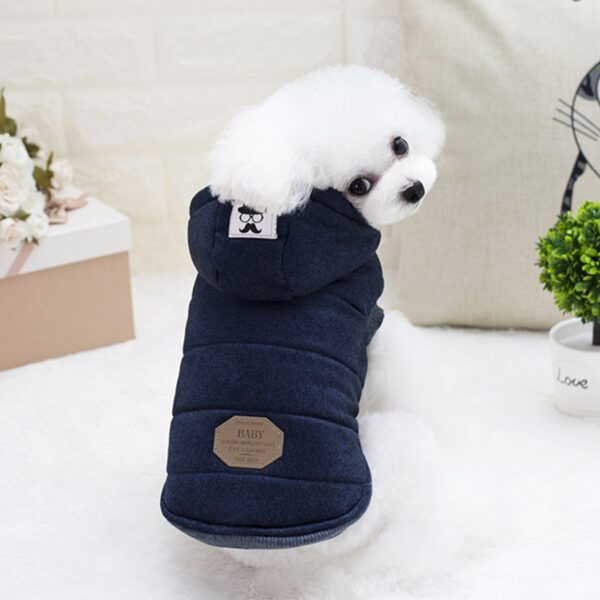 כלב קטן שמתחת לובש סוודר מחמם בצבע כחול.