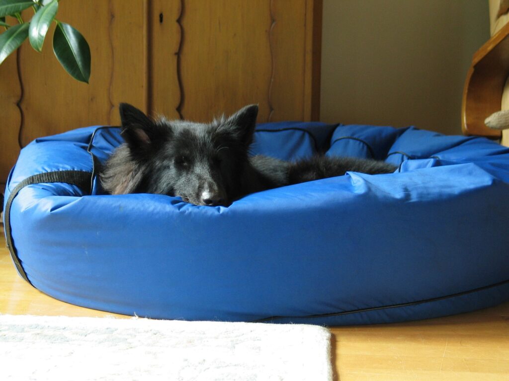 כלב שחור שוכב במיטת כלב כחולה.