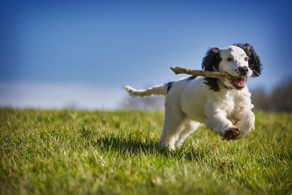 dog play