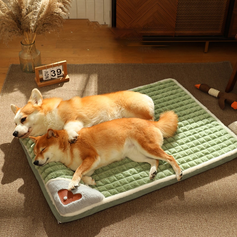 שני מיטת מזרן לכלבים ישנים על מחצלת ירוקה.