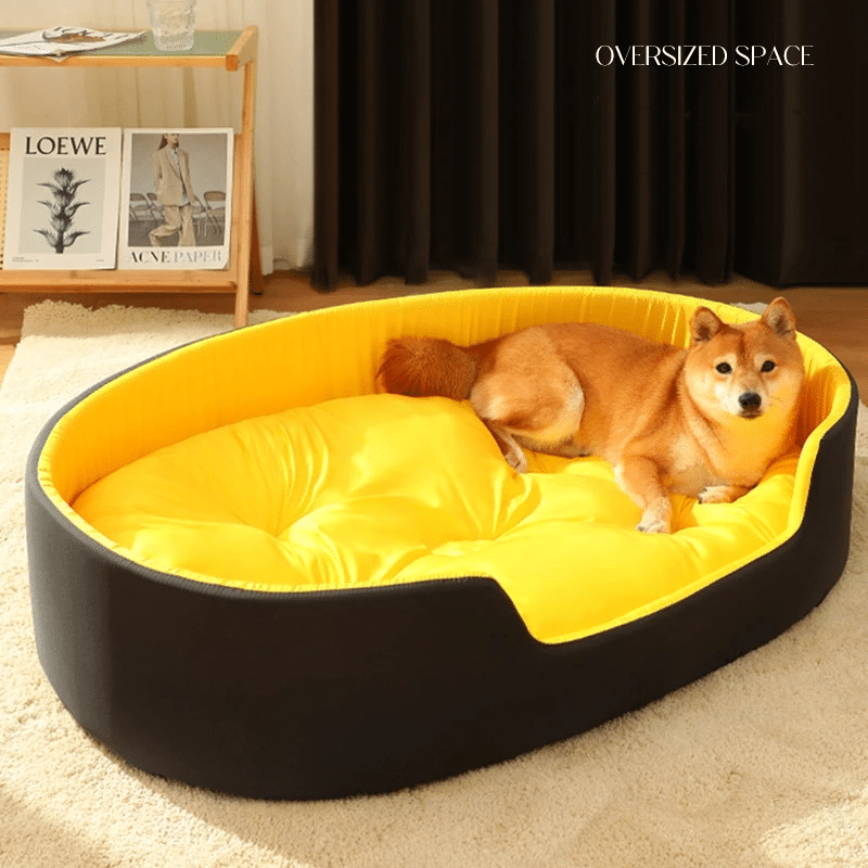 כלב מונח במיטה מפנקת לכלבים גדולים וקטנים.